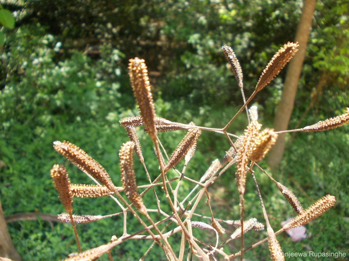 Pisonia aculeata L.